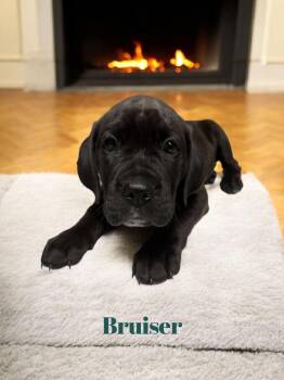 Rescue Black Labrador Retriever Dogs for Adoption in Barton, Vermont - Bruiser | PetCurious