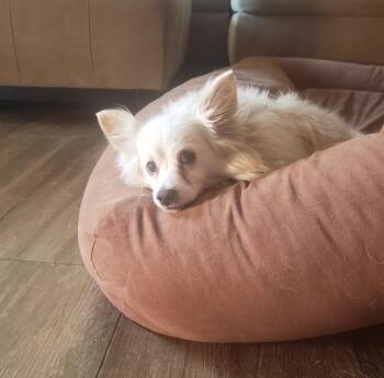 Pomeranian and Chihuahua Dogs Available for Adoption - Scout | PetCurious