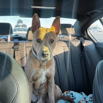 Rescue American Staffordshire Terrier Dogs for Adoption in Pittsburgh, Pennsylvania - Jacob (nutmeg) | PetCurious