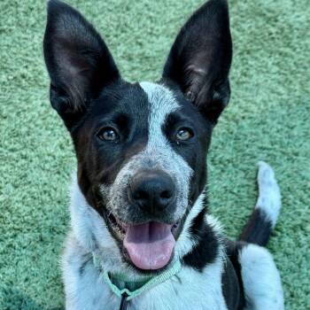 Ricky Bobby -  Cattle Dog Dog for Adoption in Fresno, California - Ricky Bobby | PetCurious