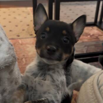 Cattle Dog and Mixed Breed Dogs Available for Adoption - Flipps | PetCurious