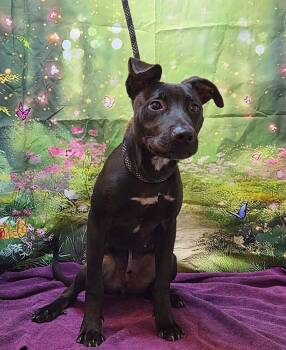 Rescue Pit Bull Terrier and Mixed Breed Dogs for Adoption in Jackson, Tennessee - Humberto | PetCurious