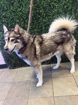 61561121 -  Husky and Mixed Breed Dog for Adoption in El Paso, Texas - 61561121 | PetCurious