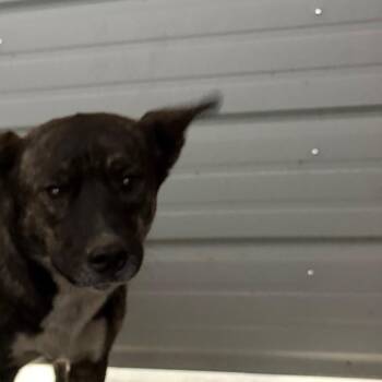 Wilma -  Pit Bull Terrier Dog for Adoption in Princeton, Kentucky - Wilma | PetCurious