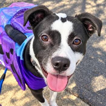Luna -  Pit Bull Terrier and Mixed Breed Dog for Adoption in Griswold, Connecticut - Luna | PetCurious