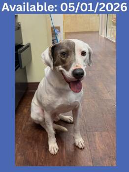 Labrador Retriever and Mixed Breed Dogs Available for Adoption in Greenville, Texas - Dog Kennel #13 Poindexter | PetCurious