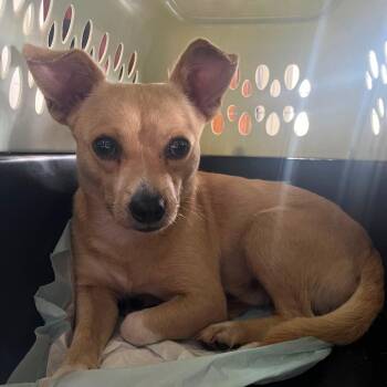 Butch -  Chihuahua Dog for Adoption in Merritt Island, Florida - Butch | PetCurious