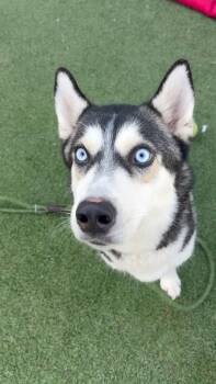 Husky Dogs Available for Adoption - Marshmallow | PetCurious