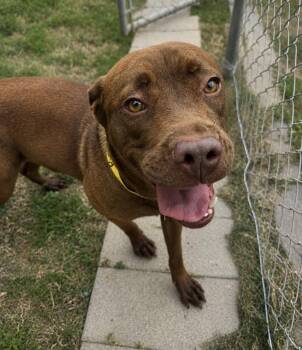 Labrador Retriever and Coonhound Dogs Available for Adoption in Houston, Texas - Ruby | PetCurious