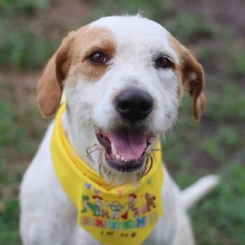 TINA -  Terrier Dog for Adoption in San Antonio, Texas - TINA | PetCurious