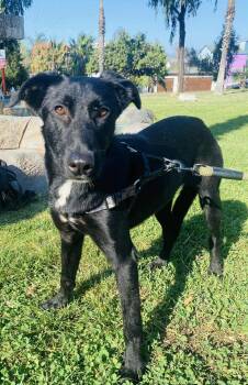 Rescue Mixed Breed Dogs for Adoption in Puyallup, Washington - Bear | PetCurious