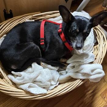 Cookie -  Rat Terrier and Mixed Breed Dog for Adoption in Kansas City, Missouri - Cookie | PetCurious