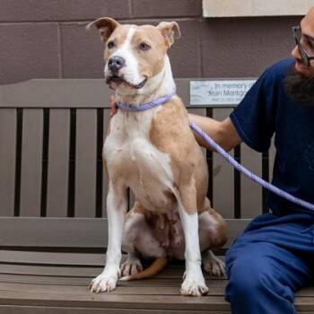 Mixed Breed Dogs Available for Adoption in Chamblee, Georgia - Lemoja - IN FOSTER | PetCurious
