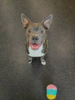Pit Bull Terrier and Mixed Breed Dogs Available for Adoption in Westland, Michigan - Booyah | PetCurious