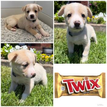 Twix -  Mixed Breed Dog Available for Adoption in Spring Hill, Tennessee - Twix | PetCurious