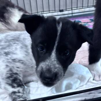 Karen -  Husky Dog for Adoption in Dallas, Texas - Karen | PetCurious