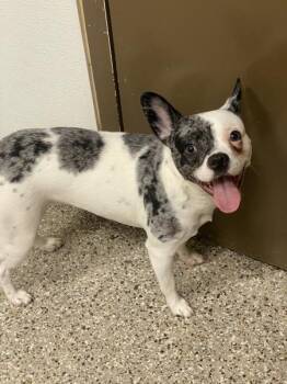 Boston Terrier Dogs Available for Adoption - Mouse | PetCurious