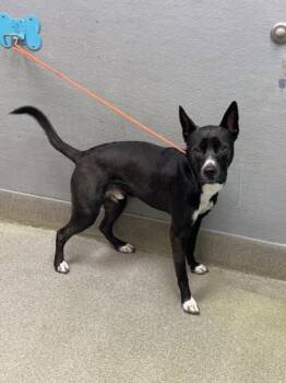 Pit Bull Terrier and Siberian Husky Dogs Available for Adoption in Las Vegas, Nevada - DIO | PetCurious