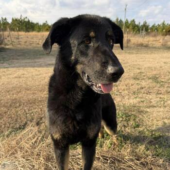 Shepherd Dogs Available for Adoption - Seeker | PetCurious