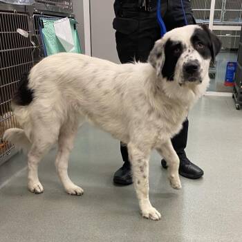 Leilani -  Newfoundland Dog Dog for Adoption in Westminster, California - Leilani | PetCurious
