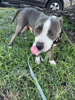 Rescue American Bulldog Dogs for Adoption in Doral, Florida - MOCHO | PetCurious