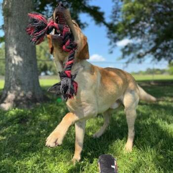 Hank -  Yellow Labrador Retriever and Mixed Breed Dog for Adoption in Carencro, Louisiana - Hank | PetCurious