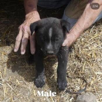 Shepherd and Mixed Breed Dogs Available for Adoption in Tacoma, Washington - Dunkin | PetCurious