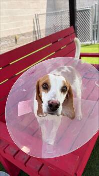 Lox -  Beagle Dog for Adoption in Allen, Texas - Lox | PetCurious