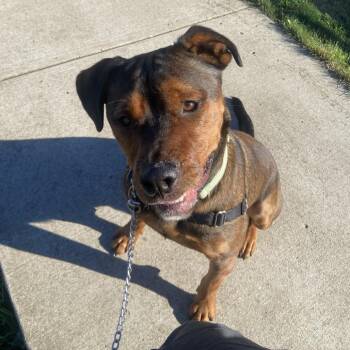 Rai-Bear -  Mixed Breed Dog for Adoption in Pittsburgh, Pennsylvania - Rai-Bear | PetCurious