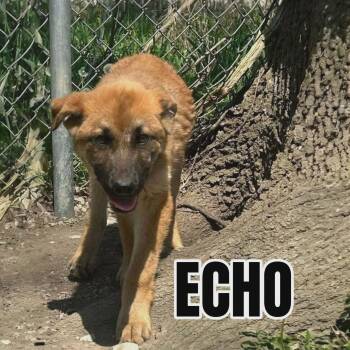 Shepherd Dogs Available for Adoption in Westwood, New Jersey - Echo | PetCurious