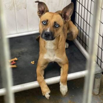 Heather -  Shepherd and Mixed Breed Dog for Adoption in Milan, Illinois - Heather | PetCurious