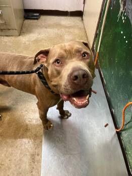 Water Boy -  Pit Bull Terrier Dog for Adoption in New Braunfels, Texas - Water Boy | PetCurious