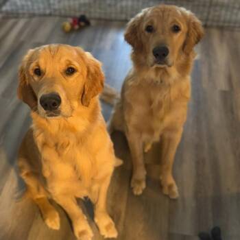Golden Retriever Dogs Available for Adoption - Ox | PetCurious
