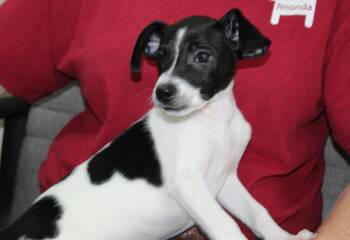 Han Solo 43883 -  Rat Terrier Dog for Adoption in Prattville, Alabama - Han Solo 43883 | PetCurious