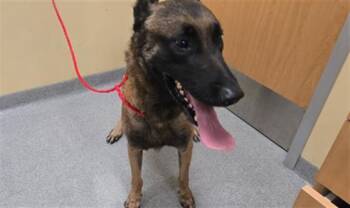 Rescue Belgian Shepherd Malinois Dogs for Adoption in Tustin, California - AXEL | PetCurious