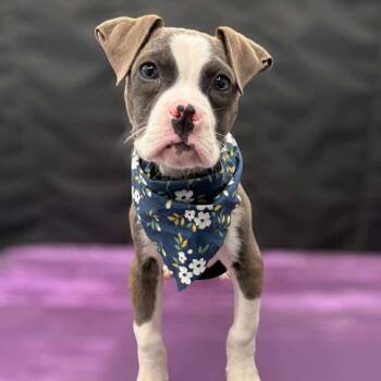Rescue Boxer and Labrador Retriever Dogs for Adoption in Silver Spring, Maryland - Moonshine | PetCurious