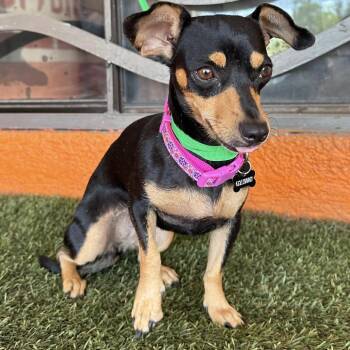 Petunia -  Chihuahua Dog for Adoption in Portland, Oregon - Petunia | PetCurious