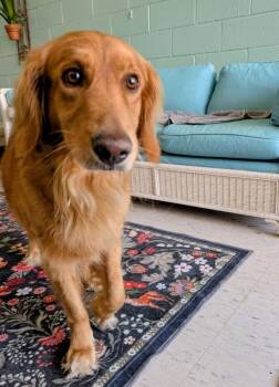 Djoos / Chester -  Golden Retriever Dog for Adoption in Broomfield, Colorado - Djoos / Chester | PetCurious
