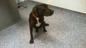 A1269618 -  Labrador Retriever Dog for Adoption in Charlotte, North Carolina - A1269618 | PetCurious