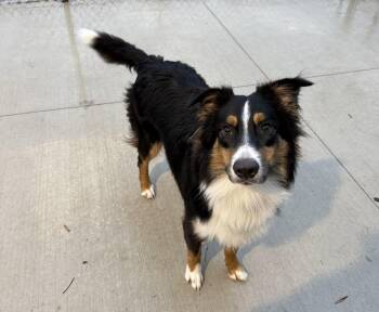 Rescue Australian Shepherd Dogs for Adoption in Kalamazoo, Michigan - Elf | PetCurious