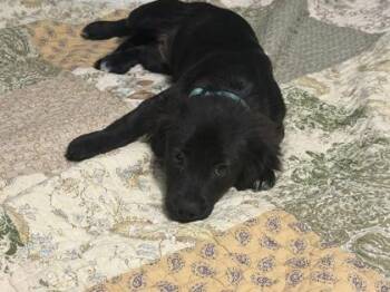 Leena -  Dachshund and Mixed Breed Dog for Adoption in Fort Worth, Texas - Leena | PetCurious