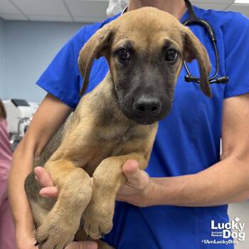Shepherd and Hound Dogs Available for Adoption in Washington, District Of Columbia - Eugene | PetCurious