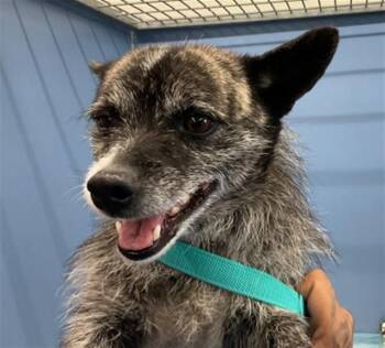 Terrier and Mixed Breed Dogs Available for Adoption in San Bernardino, California - DIOR | PetCurious