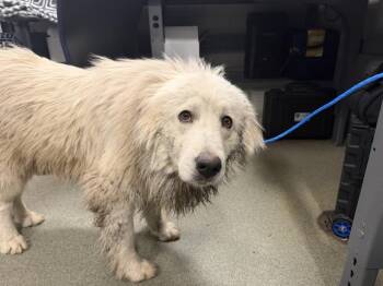 Great Pyrenees Dogs Available for Adoption in Dallas, Texas - CC | PetCurious