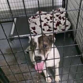 Radley -  Terrier Dog for Adoption in St. Louis, Missouri - Radley | PetCurious