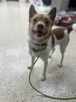 Rescue Parson Russell Terrier and Chihuahua Dogs for Adoption in Appleton, Wisconsin - Poncho | PetCurious