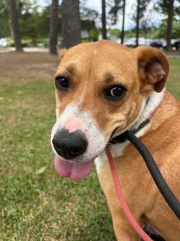 Nala 2 -  Mixed Breed Dog Available for Adoption in Myrtle Beach, South Carolina - Nala 2 | PetCurious