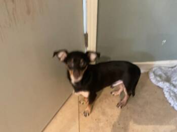 Pooh -  Chihuahua Dog for Adoption in Mustang, Oklahoma - Pooh | PetCurious