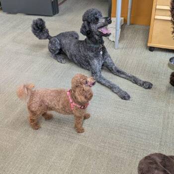 Remy -  Miniature Poodle Dog for Adoption in Courtice, Ontario - Remy | PetCurious