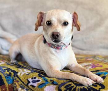 Chihuahua Dogs Available for Adoption in Cranston, Rhode Island - Cleo In RI | PetCurious